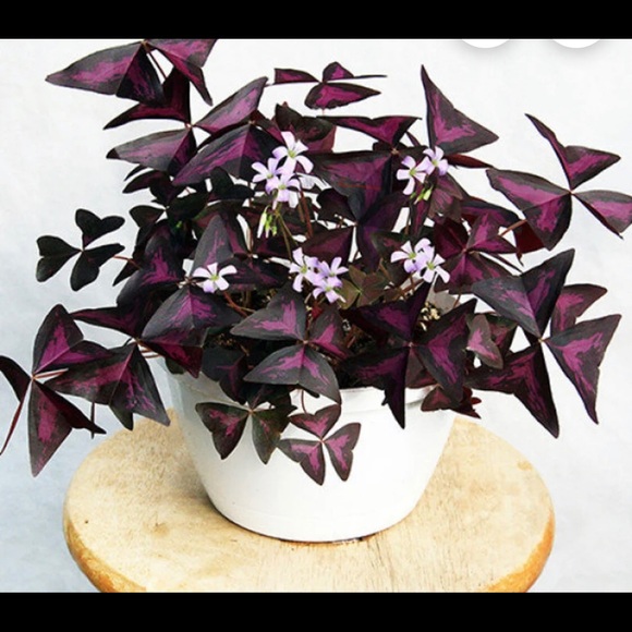 NWT COLETTE HARD CASE Clutches Metal Bronze Colour - Picture 8 of 8